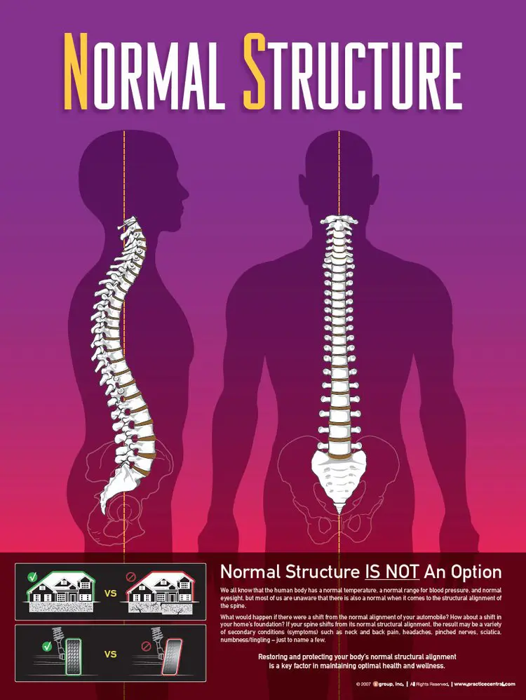 Detailed spine structure illustration used in chiropractic care