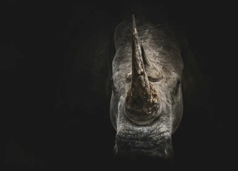Step-by-step guide on how to eat a rhinoceros