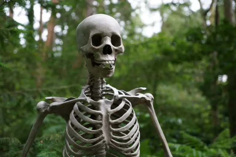 Selective focus image of a human skeleton model