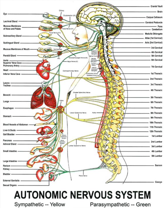Diagram illustrating nerve tracing and underlying causes of disease