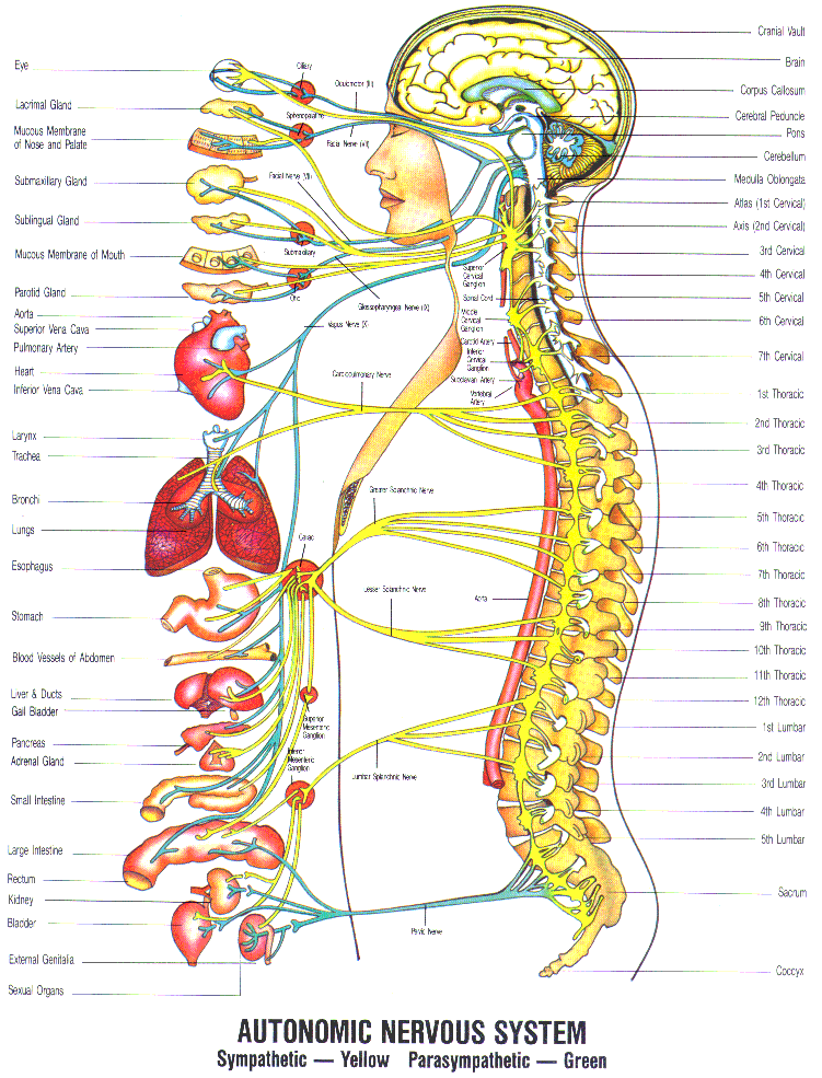 autonomic-nervous-system-diagram.gif