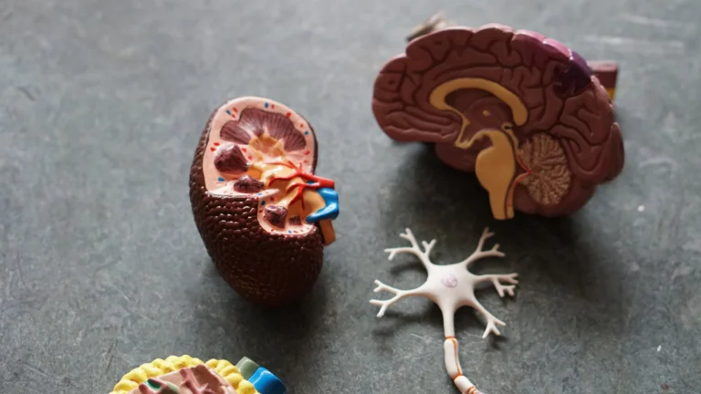 Illustration showing a healthy nervous system with nerves spreading throughout the body