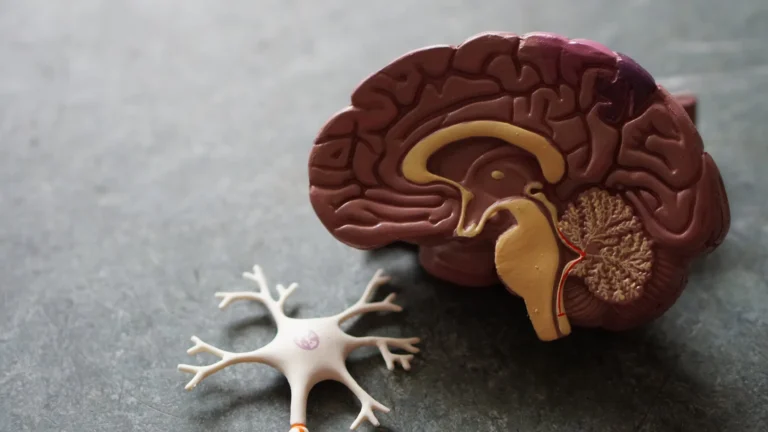 Detailed diagram showing the anatomy of the vagus nerve