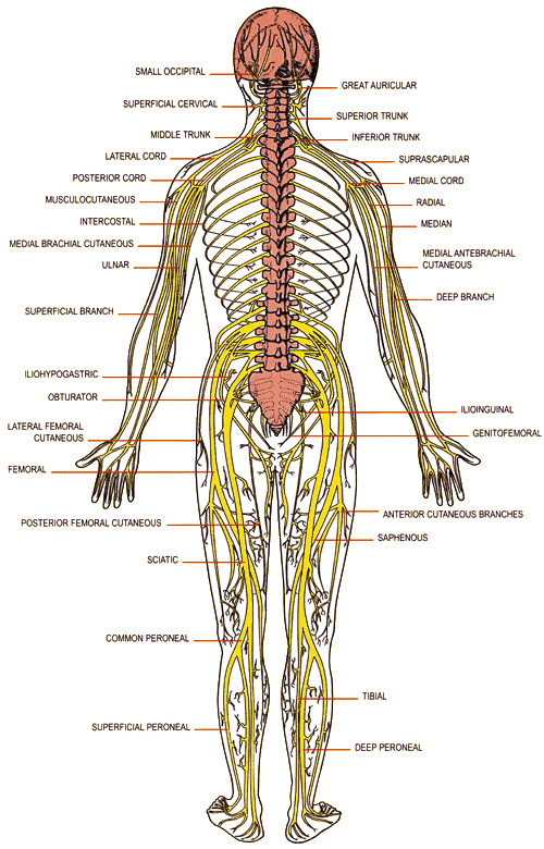 spinal-nerve-distribution1.gif